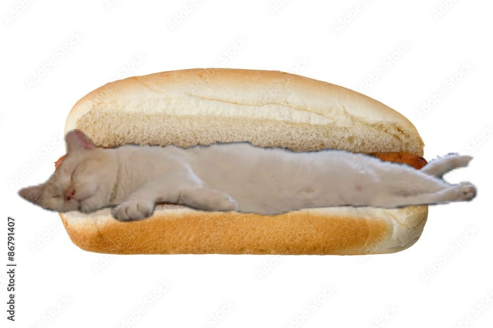 Edit of a white cat lying down in a hotdog bun.