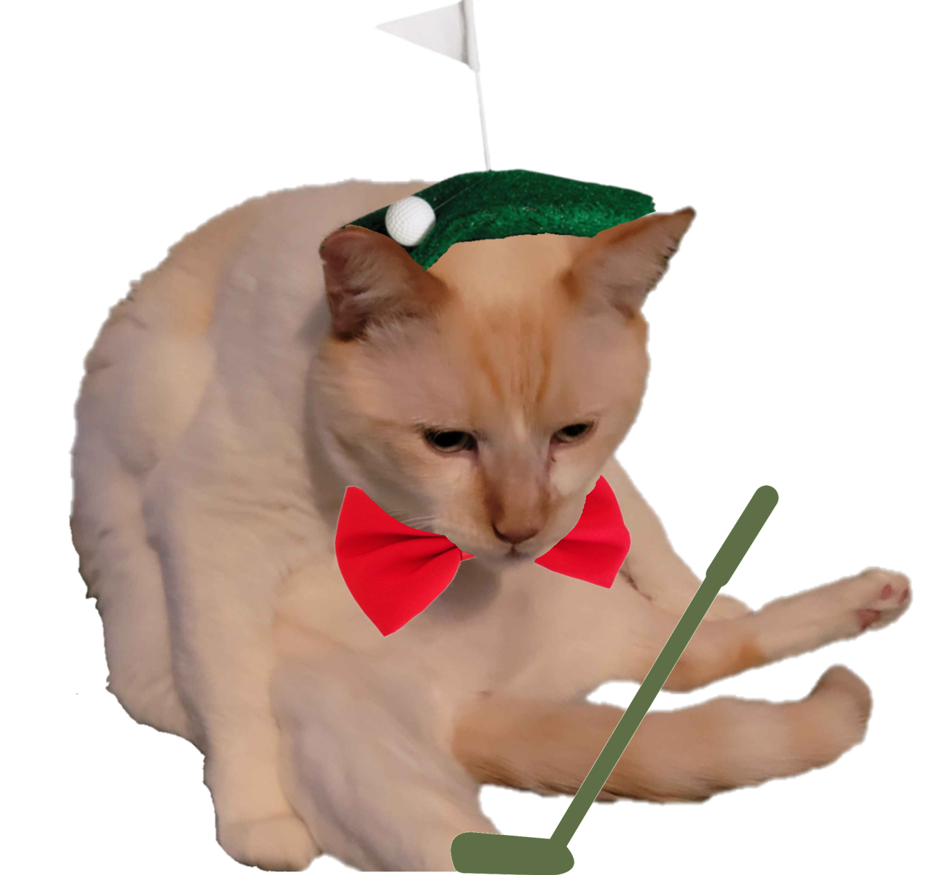 A white cat sitting in a way that looks similar to how people sit, with a golf themed beret and a red bowtie edited on. The cat is edited to be holding a green golf club.