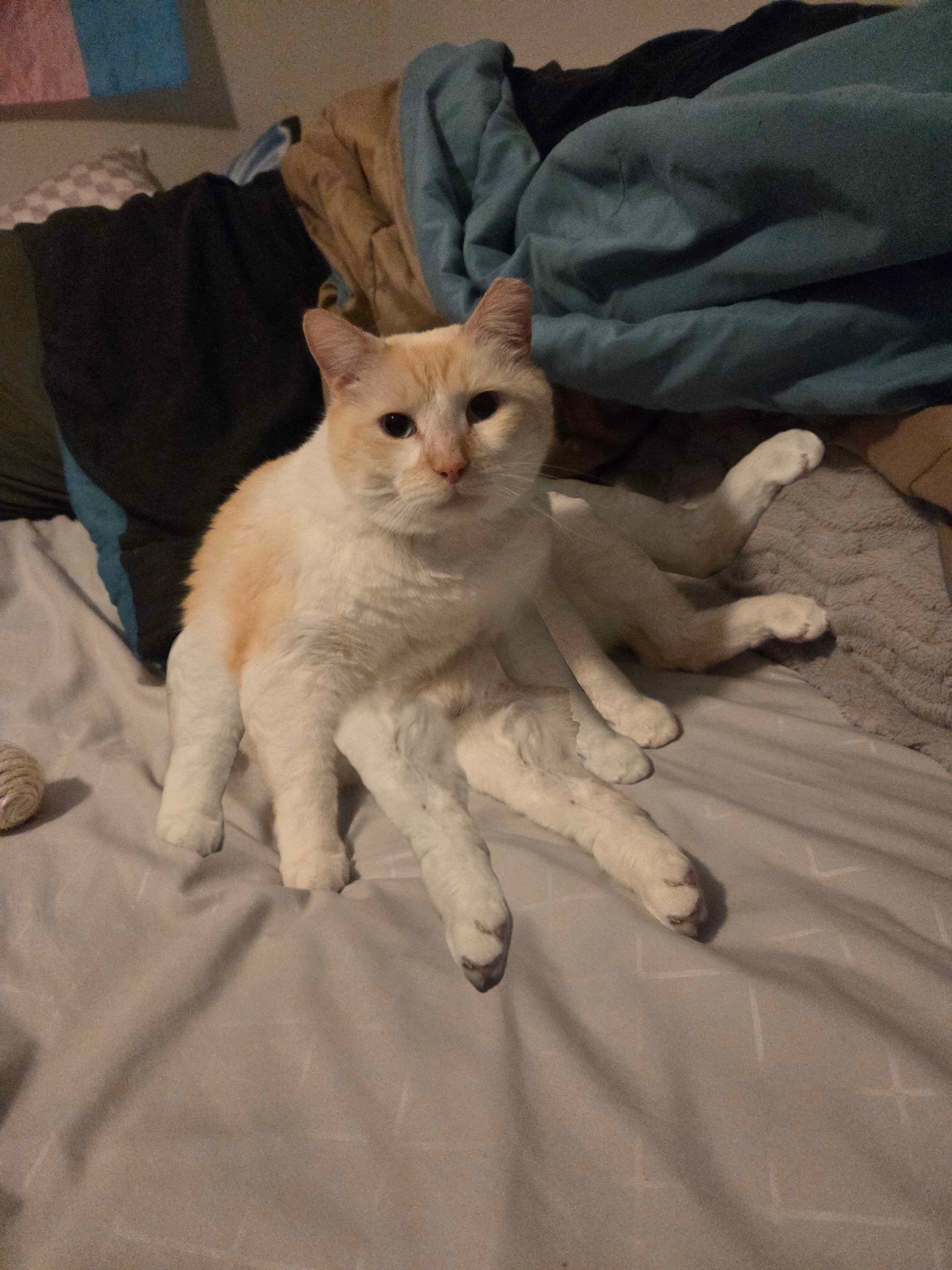 A white cat sitting down. The image is edited to make it look like the cat has 8 legs.