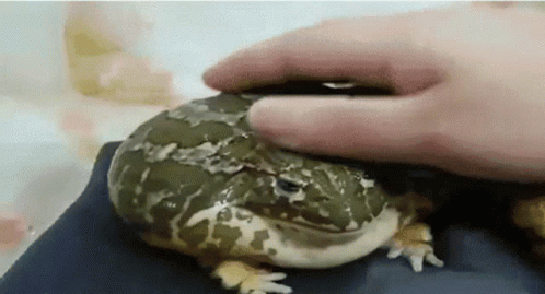 Gif of someone petting a large frog
